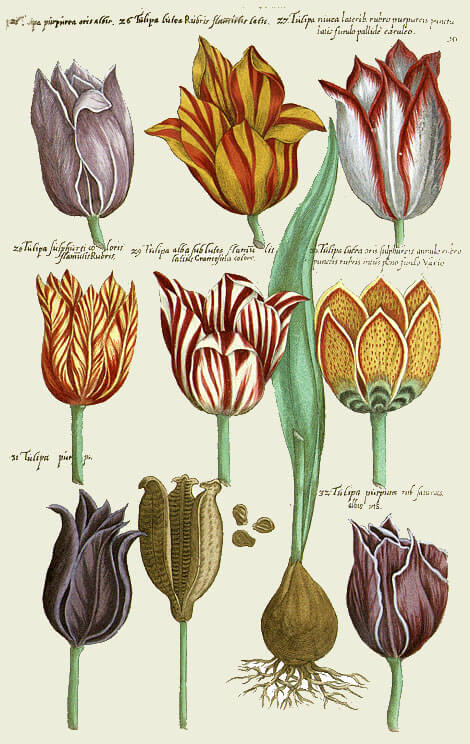 ​​​​​​​Пестролепестные тюльпаны